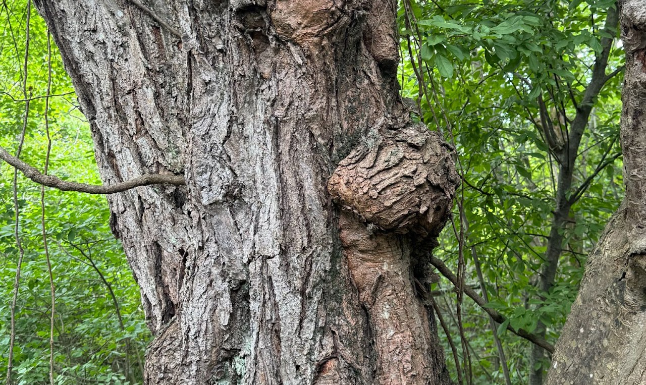 Burl on Hellcat Trail
